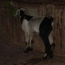 Aleksandrija,Egipet �� ������� ���� ����������