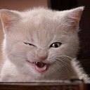  Lika,  -  3  2010      2 :))