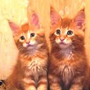  ,  , 37  -  2  2010      :-*****