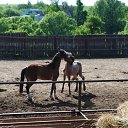 ���� ��������, ���������, 52 ���� - ��������� 3 ���� 2012 � ������ ���������