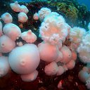 ���� ������, ������, 60 ��� - ��������� 4 ����� 2012 � ������ �� ������� ���������