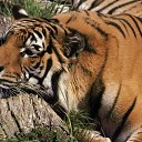 ���� Ramzes, �������, 33 ���� - ��������� 12 ������ 2010