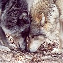 ���� "@����", �����-���������, 25 ��� - ��������� 26 ��� 2010 � ������ �����Ȼ