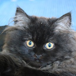 ��� ��������� ����������