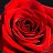 Closeup of a red rose. AGC