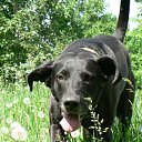 ���� ���, ������ - ��������� 13 ������ 2010 � ������ �In Memory of Nos, The Dog (R.I.P)�