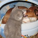 ���� �����, ������, 32 ���� - ��������� 19 ������ 2011 � ������ �My animals =)�
