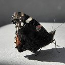���� � ������� �� ������� ������ ������� ����, ������� - ��������� 9 ������ 2011 � ������ �Raznoje�