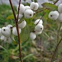 ���� ���������, ���������� - ��������� 23 ������� 2010 � ������ �������������Ż