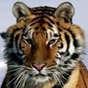 ���� ������, ������������, 39 ��� - ��������� 15 ���� 2012 � ������ �������