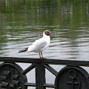 ������������, ���� 2010