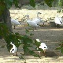 ���� ��������, ������, 73 ���� - ��������� 17 ���� 2012 � ������ �� ���������� �������