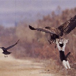 ���� ����, ����, 51 ��� - ��������� 11 ������� 2012