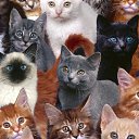 ���� Len7315, ����, 43 ���� - ��������� 29 ������� 2009 � ������ ������ �����