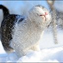 ���� �������� ***������***, ���������, 58 ��� - ��������� 28 ���� 2013 � ������ ���� ����������