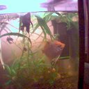 ���� ���������, ��������, 49 ��� - ��������� 20 ������� 2011