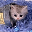  Lika,  -  3  2010      2 :))