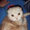  ,  , 33  -  27  2009    