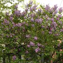 ���� ����, ���������, 47 ��� - ��������� 10 ������� 2010 � ������ ��������