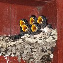 ���� Liviu, �������, 26 ��� - ��������� 15 ������� 2012 � ������ �������