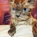 ���� Ninon, ���� - ��������� 20 ������� 2009 � ������ ����������� ����Ȼ