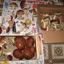 ���� Kkesa, ������, 60 ��� - ��������� 16 �������� 2010 � ������ �PetLove�