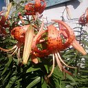 ���� ���� ��, �������, 49 ��� - ��������� 15 ������ 2011 � ������ ���� ���.�