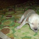 ���� ˸��, ������, 55 ��� - ��������� 13 ����� 2012 � ������ ���� ����������