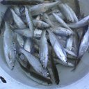 ��� ������� �� ������� ���� ����������