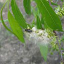 ���� ����, �������, 55 ��� - ��������� 16 ��� 2011 � ������ �� +�