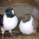 ���� �����, ������������, 51 ��� - ��������� 24 �������� 2009 � ������ �������