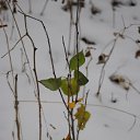 ������� �� ������� ������� ����