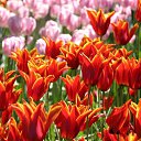 ���� Smile, ������, 55 ��� - ��������� 20 ������ 2010 � ������ ���� ����� � ������