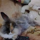 ���� �������***, �����, 57 ��� - ��������� 22 ������ 2011 � ������ �������