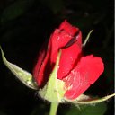 ���� ����, ������, 51 ��� - ��������� 6 �������� 2011