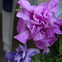 ���� �������, ������ - ��������� 8 ������� 2011 � ������ �new images�