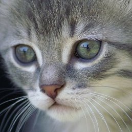 ���� �������, ����������� - ��������� 27 ������ 2009