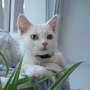 ���� ������, ������������ - ��������� 10 ������ 2011 � ������ ���� ����������