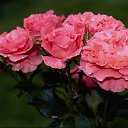 ���� ������, ���������, 65 ��� - ��������� 24 ������� 2013 � ������ ������ ������ !!!�