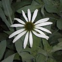 ���� �����, ����������, 49 ��� - ��������� 11 ����� 2011 � ������ ������� ���������