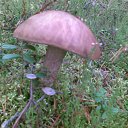 ���� ����, �����-���������, 55 ��� - ��������� 15 �������� 2010 � ������ ���� ����� 2010�