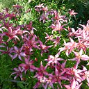 ���� ����@, ��������, 62 ���� - ��������� 5 ���� 2010 � ������ ��������� �������