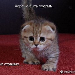 ����, ������ ��������, 35 ���