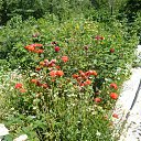 ���� ������, ������, 66 ��� - ��������� 7 ������� 2012 � ������ ���� ����������