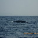 ������ �������� ���� �� ������� ����-�����