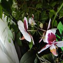 ���� ���� (���������� ������ � ������� �������), ������, 70 ��� - ��������� 4 ������� 2011 � ������ ���� ������