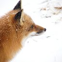 ���� Fox, �����������, 44 ���� - ��������� 21 ���� 2010 � ������ ������������