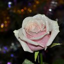 ���� Mohammed, �����, 40 ��� - ��������� 13 ������� 2012