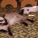 ���� �����, ��������, 48 ��� - ��������� 7 ������� 2011 � ������ �����