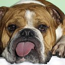 ���� Roxana, ɸ������� - ��������� 1 ��� 2010 � ������ �������